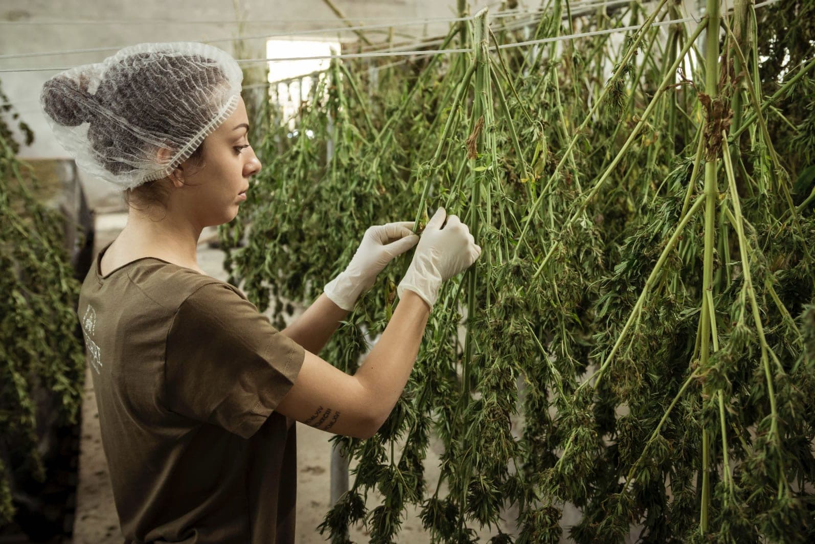 A worker in gloves and a hairnet hanging cannabis plants to dry